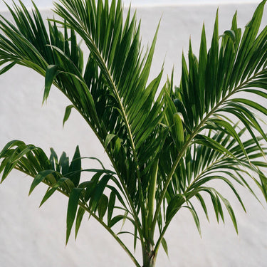 Manila Palm
