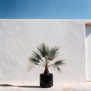 Mexican Blue Palm