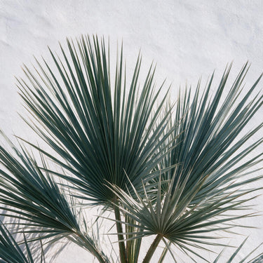 Mexican Blue Palm