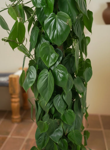 philodendron hederaceum scandens Philodendron Brasil - Philodendron Hederaceum | Hanging Indoor Plants