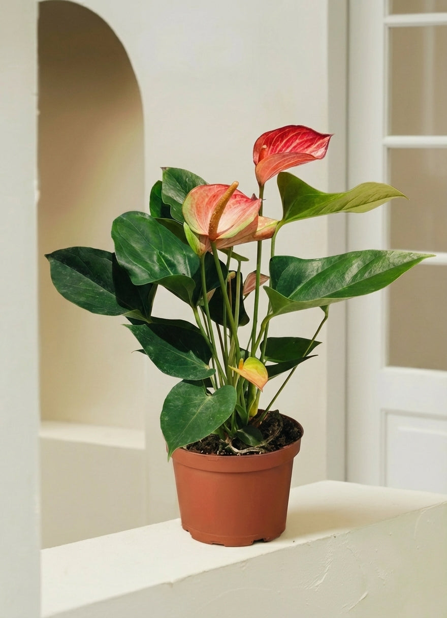 Pink Anthurium