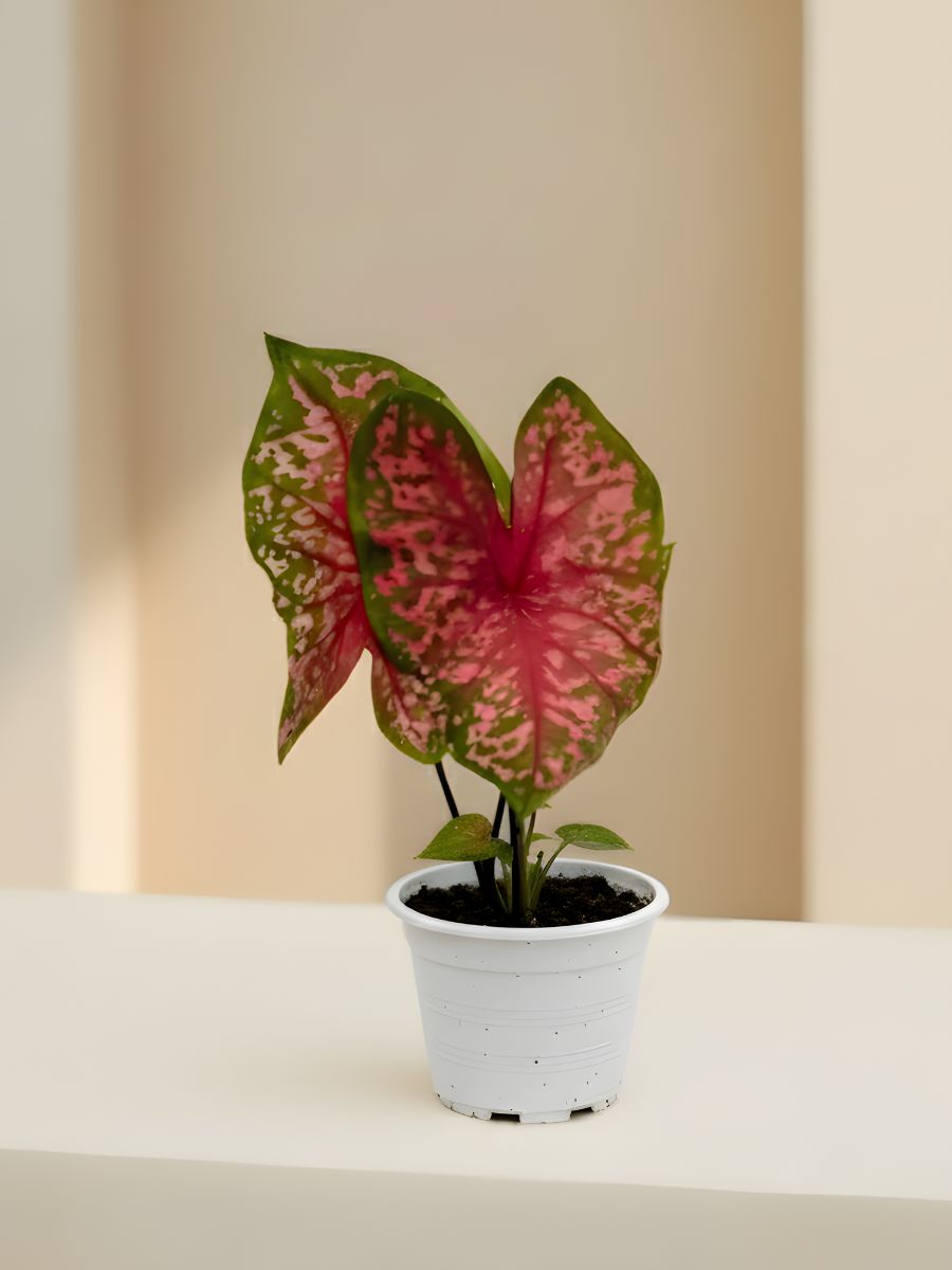 Sacred Heart Caladium