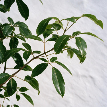 Rosy Trumpet Tree
