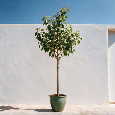 Sacred Fig