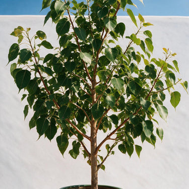 Sacred Fig