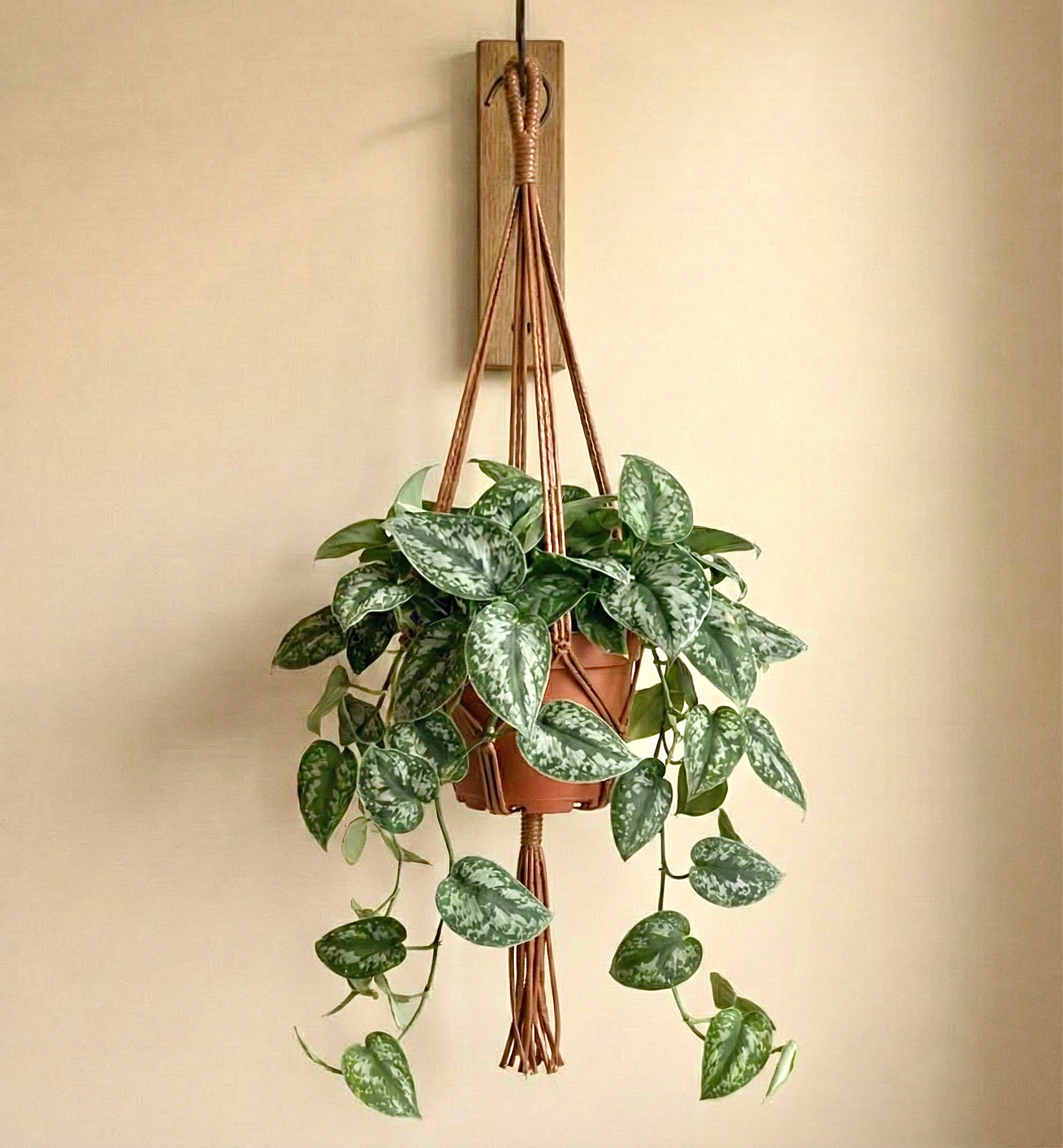 Satin Pothos