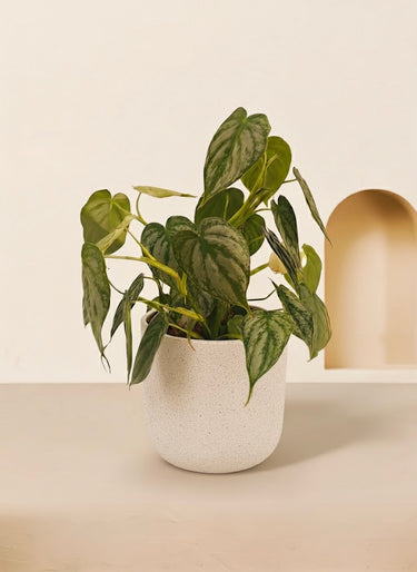 Silver Leaf Philodendron