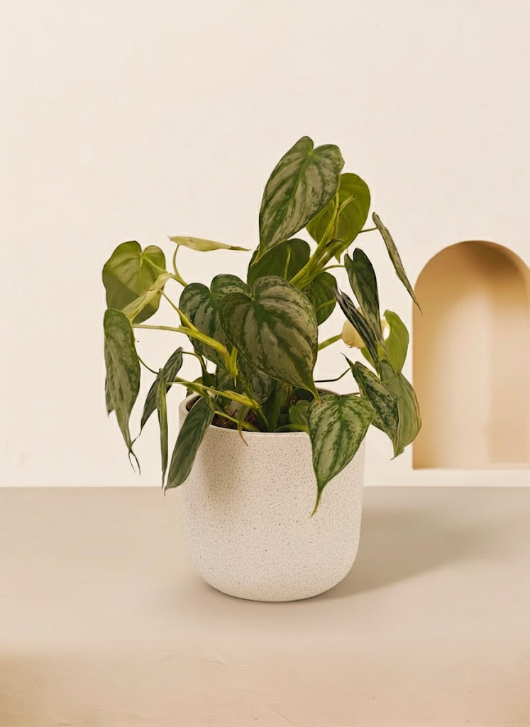 Silver Leaf Philodendron