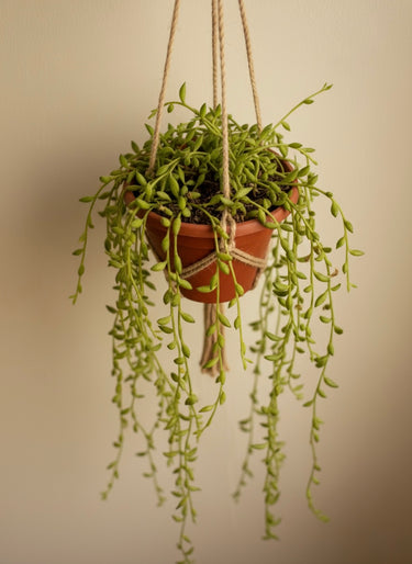 String of Bananas