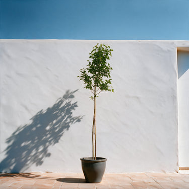 White Fig