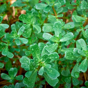 Purslane Seeds
