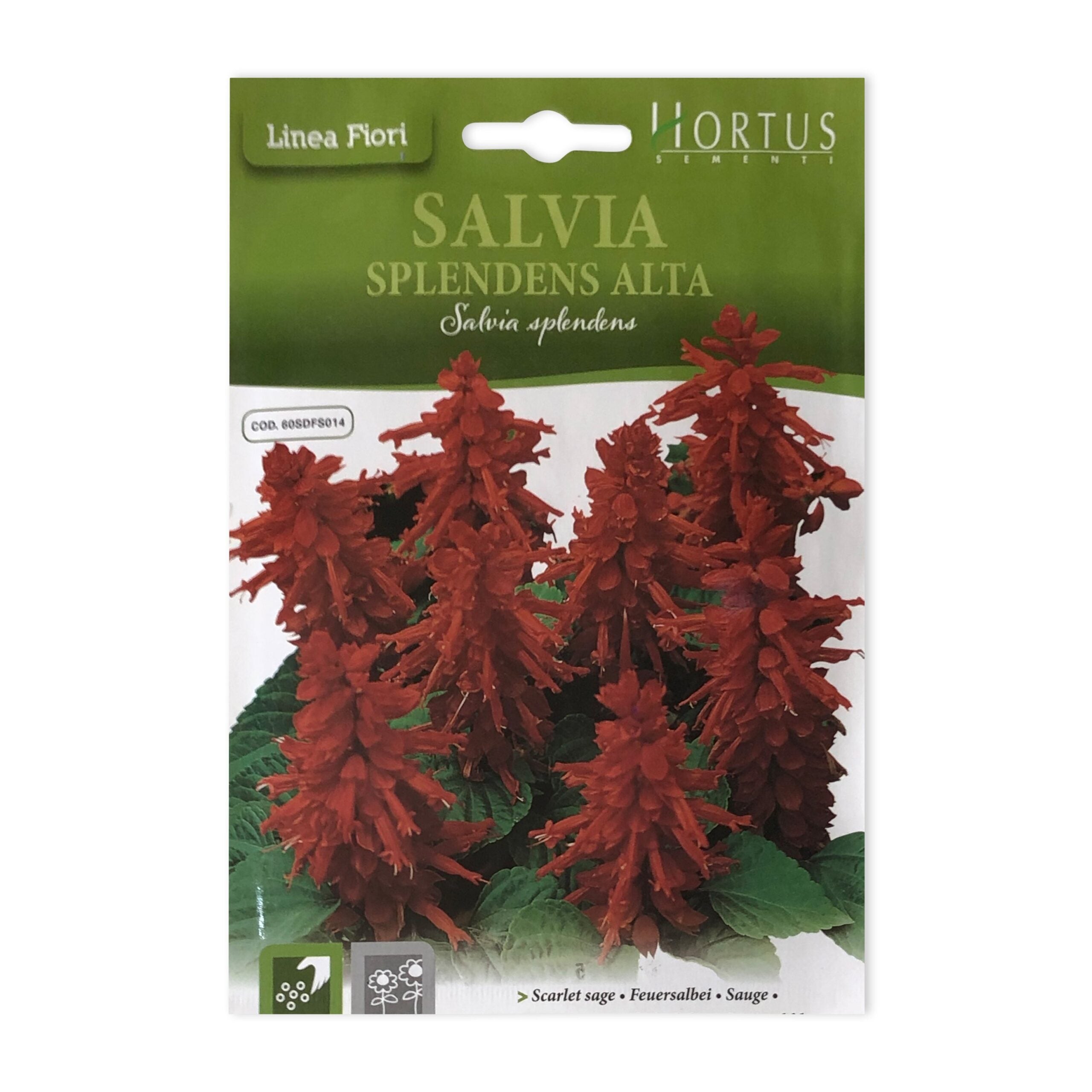 Scarlet Sage | Seeds