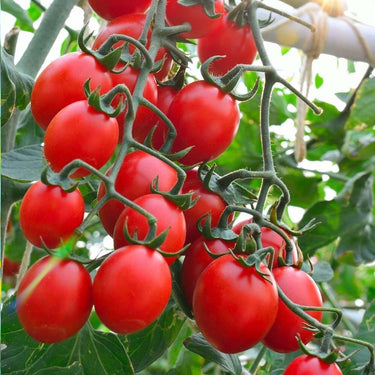 Tomato Seeds, Borghese Tomato Seed