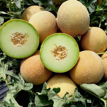 Melon Fruit Seeds