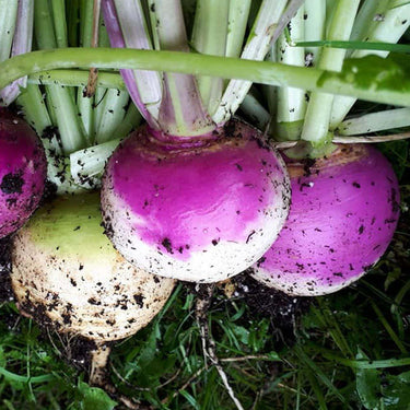 Turnip - Rapa Vegetable Seeds