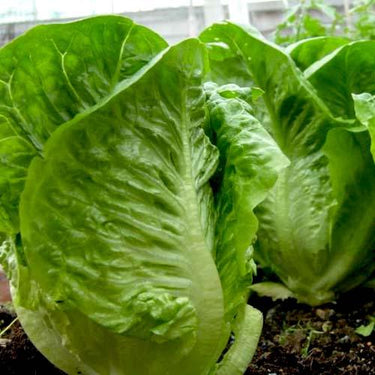 Lettuce Seeds, Lollo Lettuce Seeds, Roman Lettuce Seeds