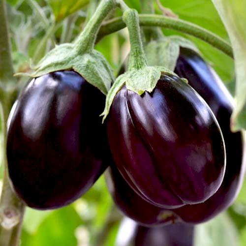 Eggplant Seeds, Aubergine Seeds, Brinjal Seeds