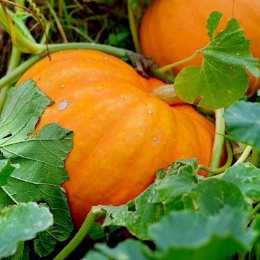 Pumpkin Seeds