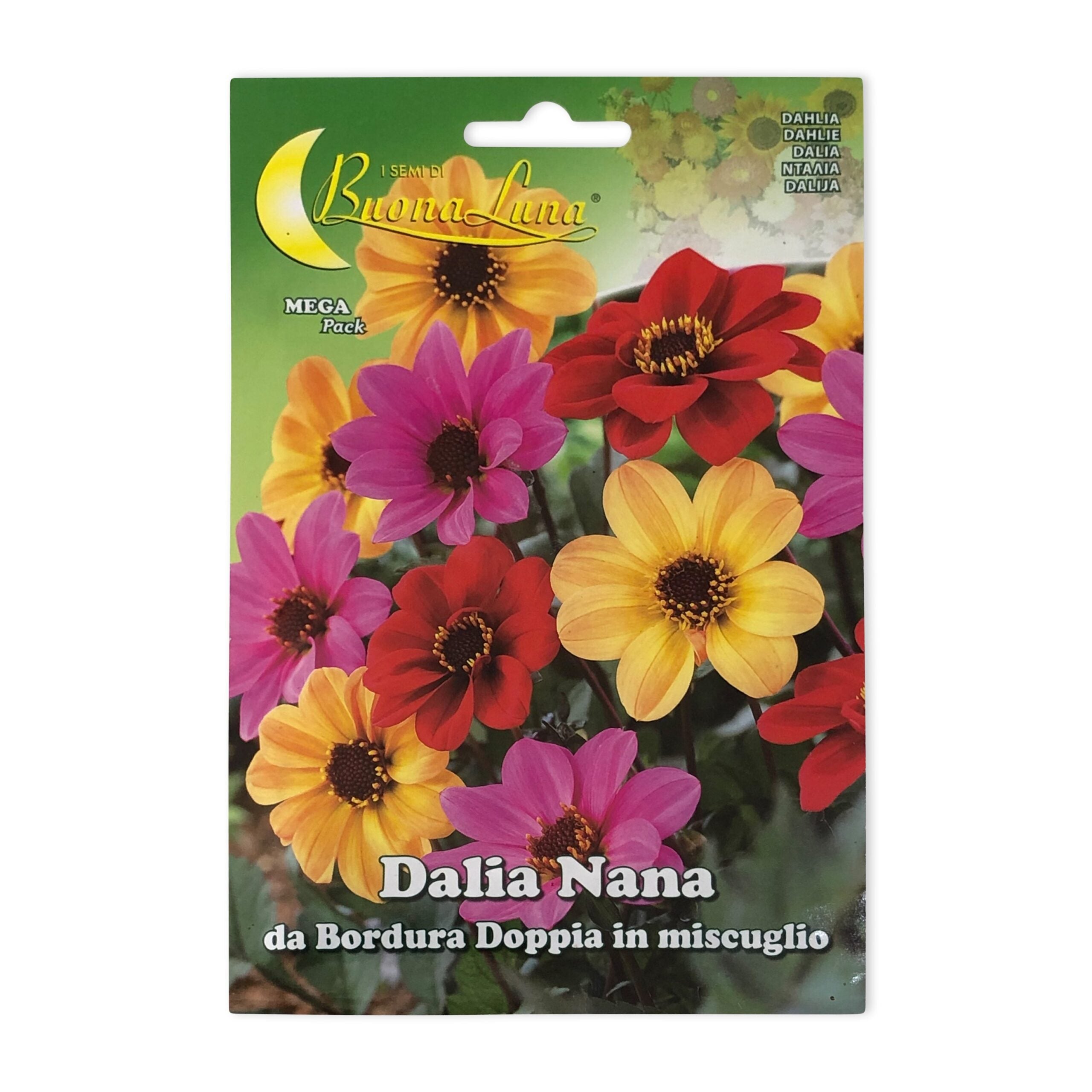 Dahlia | Seeds