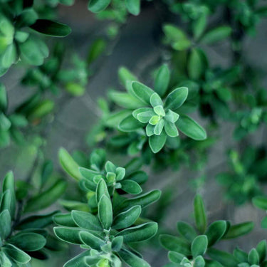 Thyme Seeds, Herbs