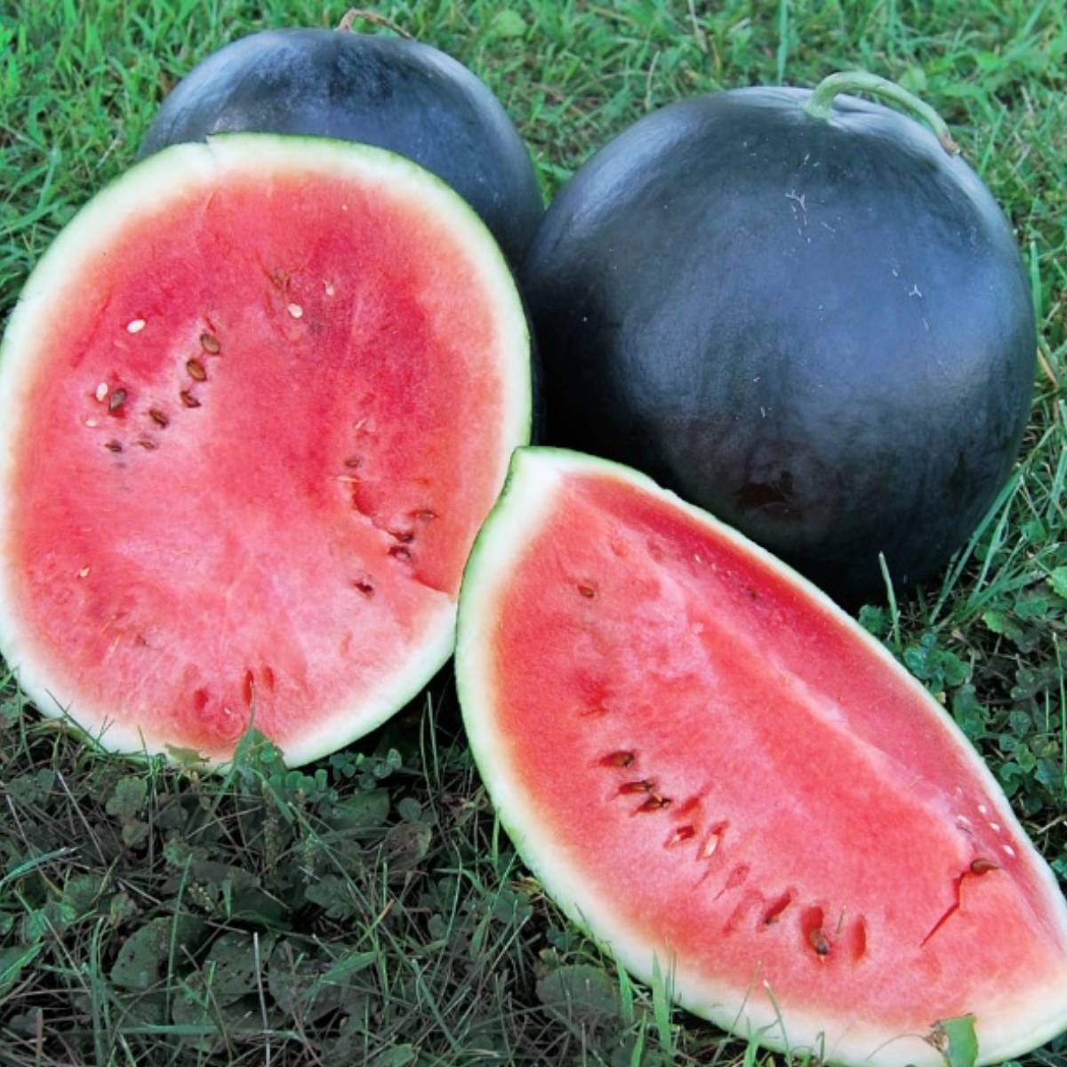 Watermelon Seeds, Black Dragon Watermellon Seeds