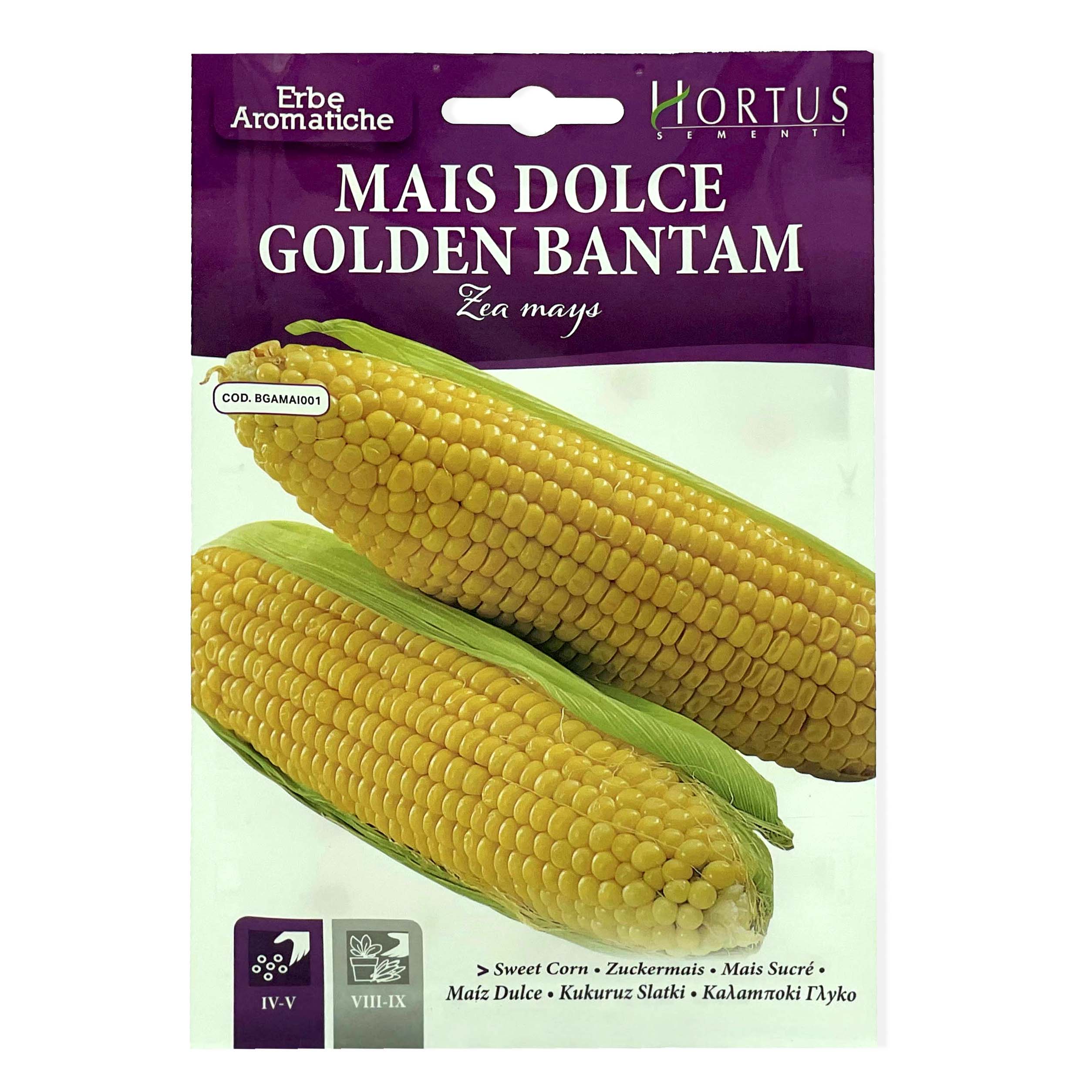 Corn Seeds, Maize Seeds, Golden Corn Seeds, Sweet Yellow Corn Seeds