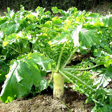 White Radish Vegetables Seeds