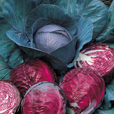 Red Cabbage Seeds, Cabbage Seeds