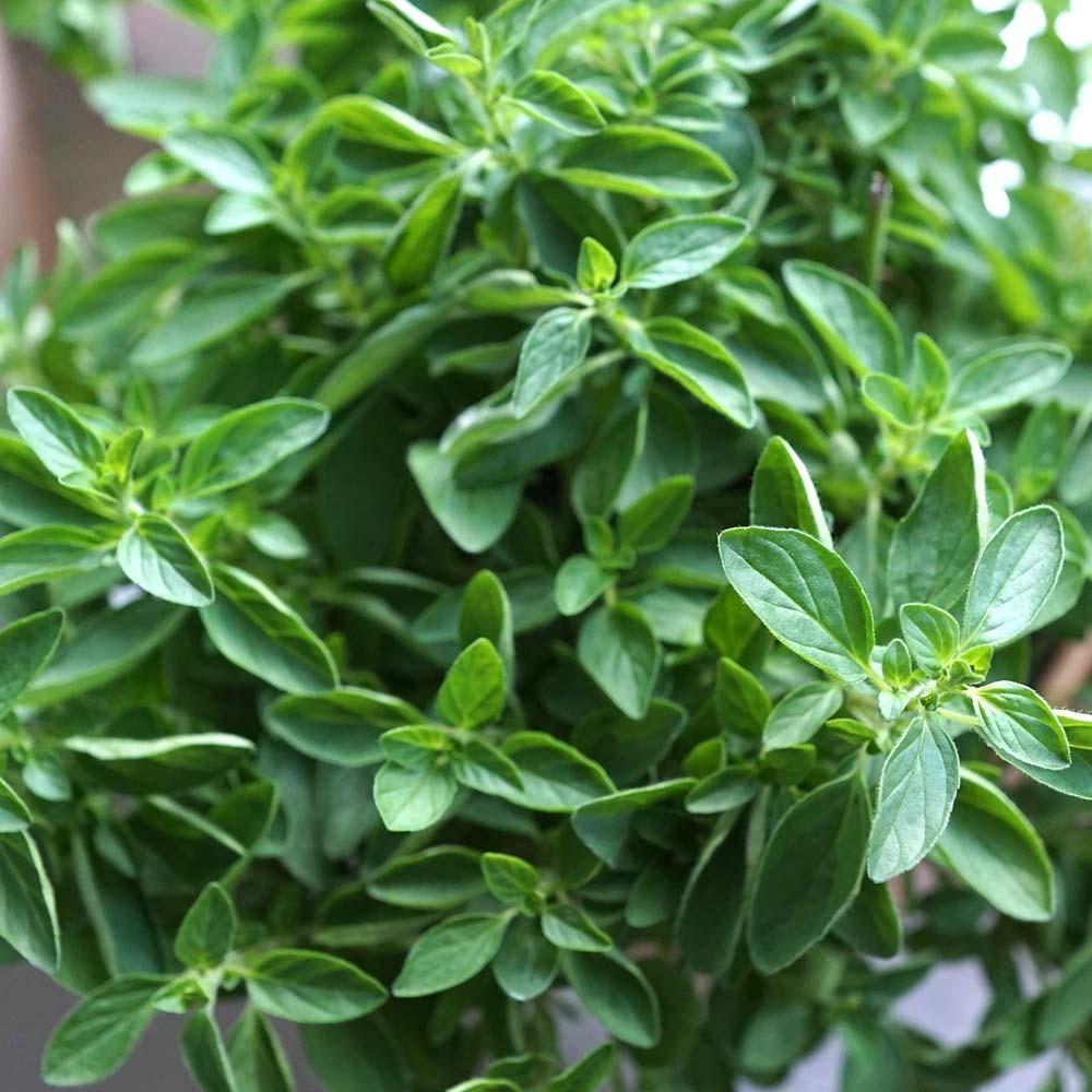 Oregano | Herb Seeds | growhub AE