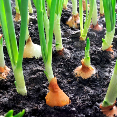 Onion Vegetable Seeds