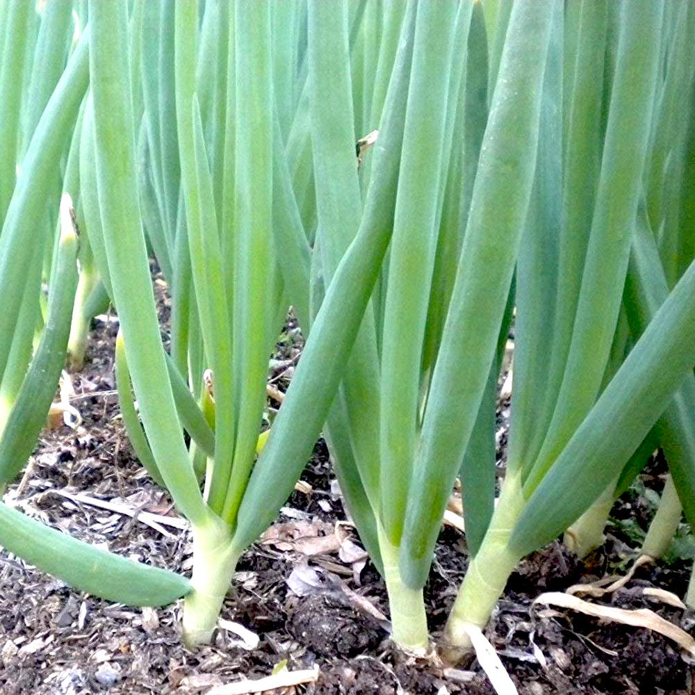 Scallion Seeds, Green Onion Seeds, Spring Onion Seeds