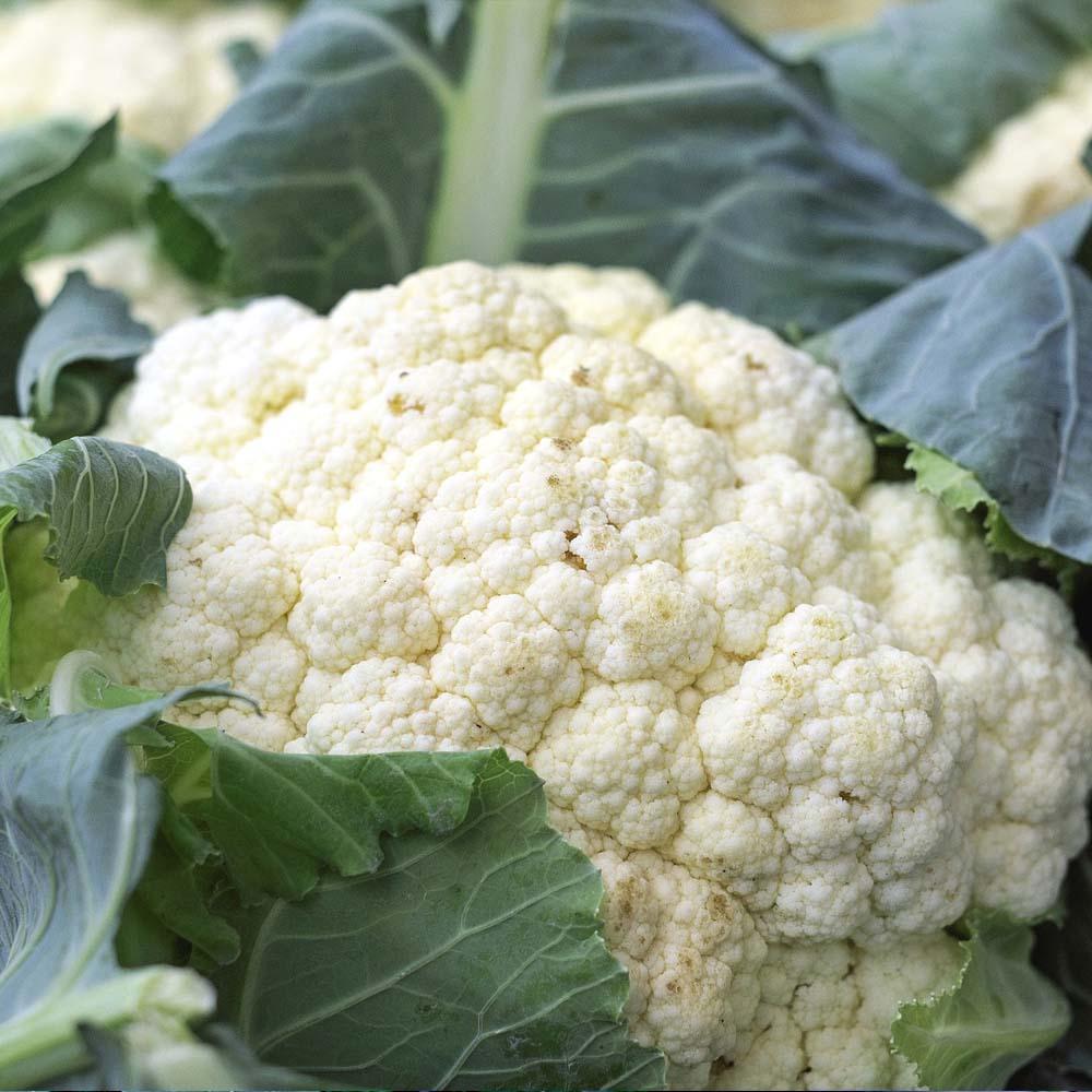 Cauliflower Vegetable Seeds