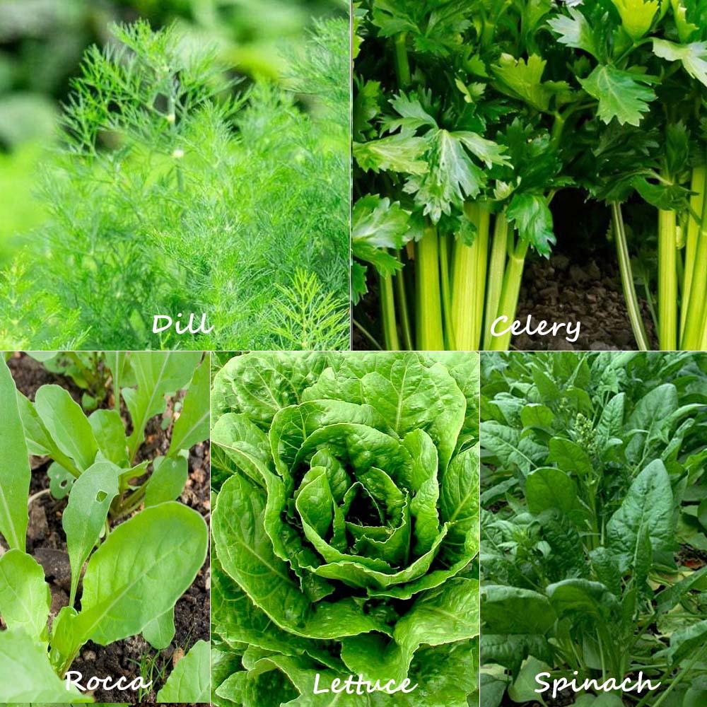 Leafy Greens Seeds, Dill Seeds, Celery Seeds, Rocca Seeds, Lettuce Seeds, Spinach Seeds