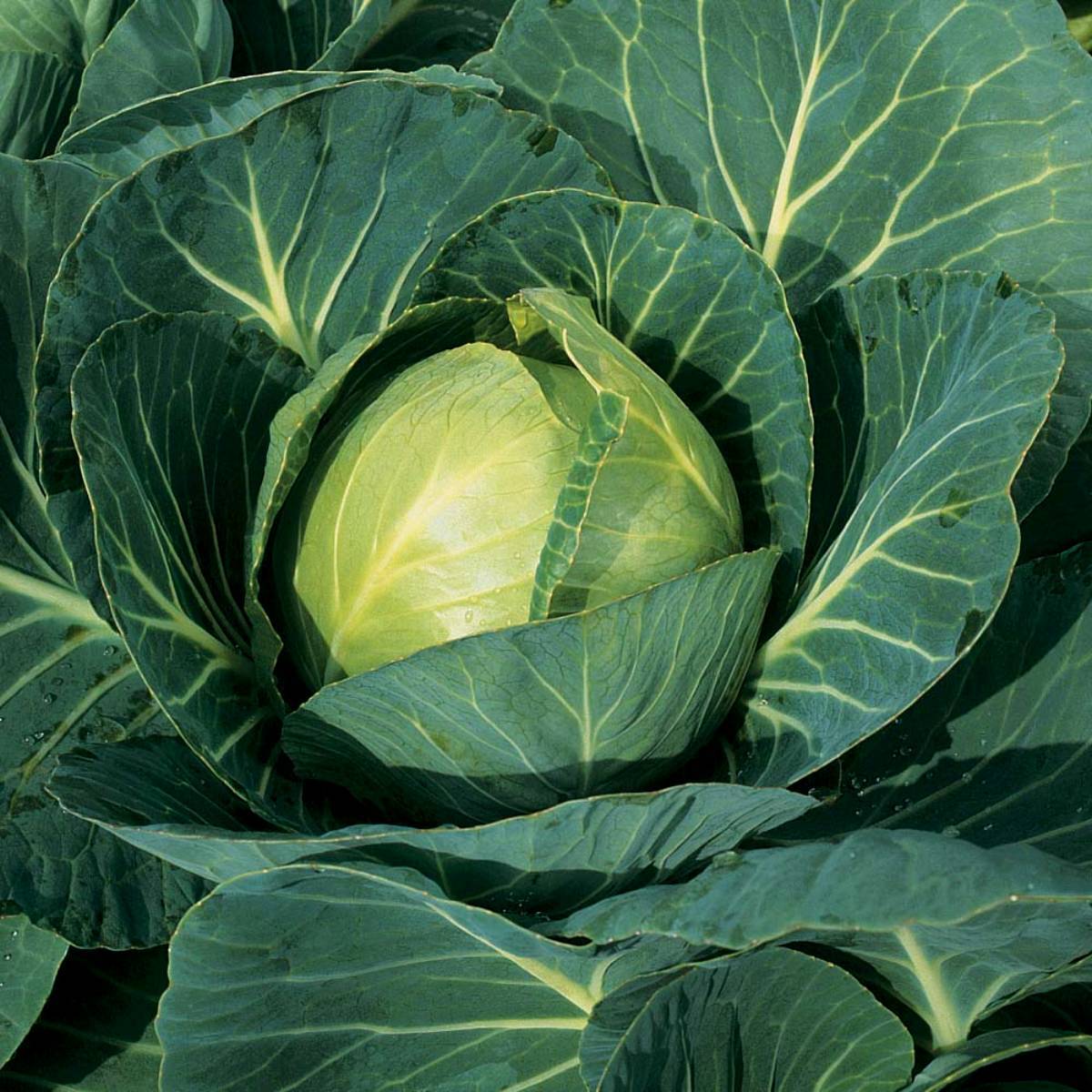 Cabbage Vegetable Seeds