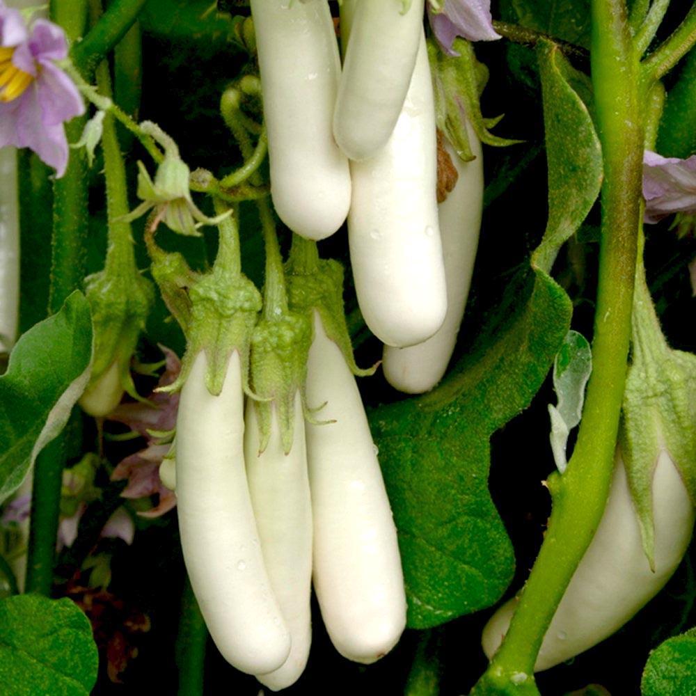White Eggplant Vegetable Seeds