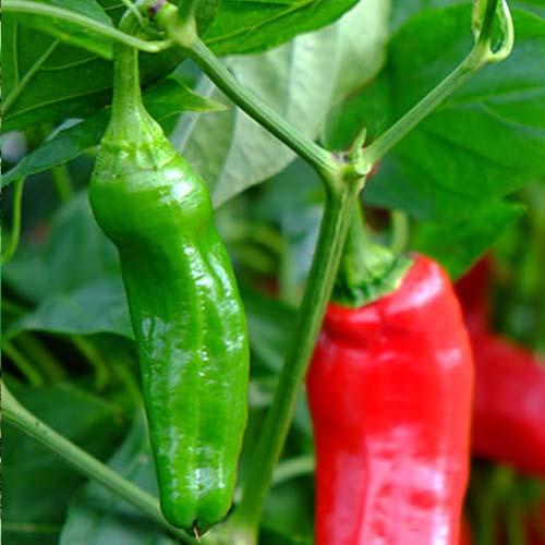 Pepper Seeds, Peperone Friariello Seeds, Chilli Seeds