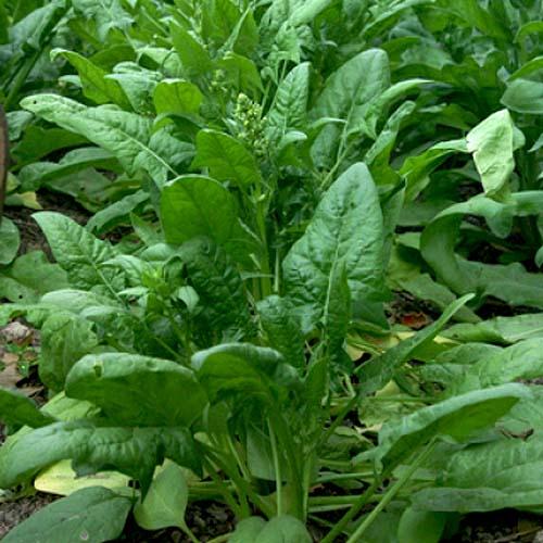 Spinach - Matador | Seeds