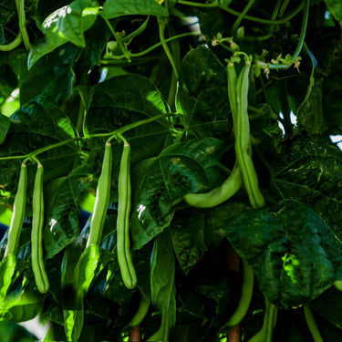 Green Bean Seeds