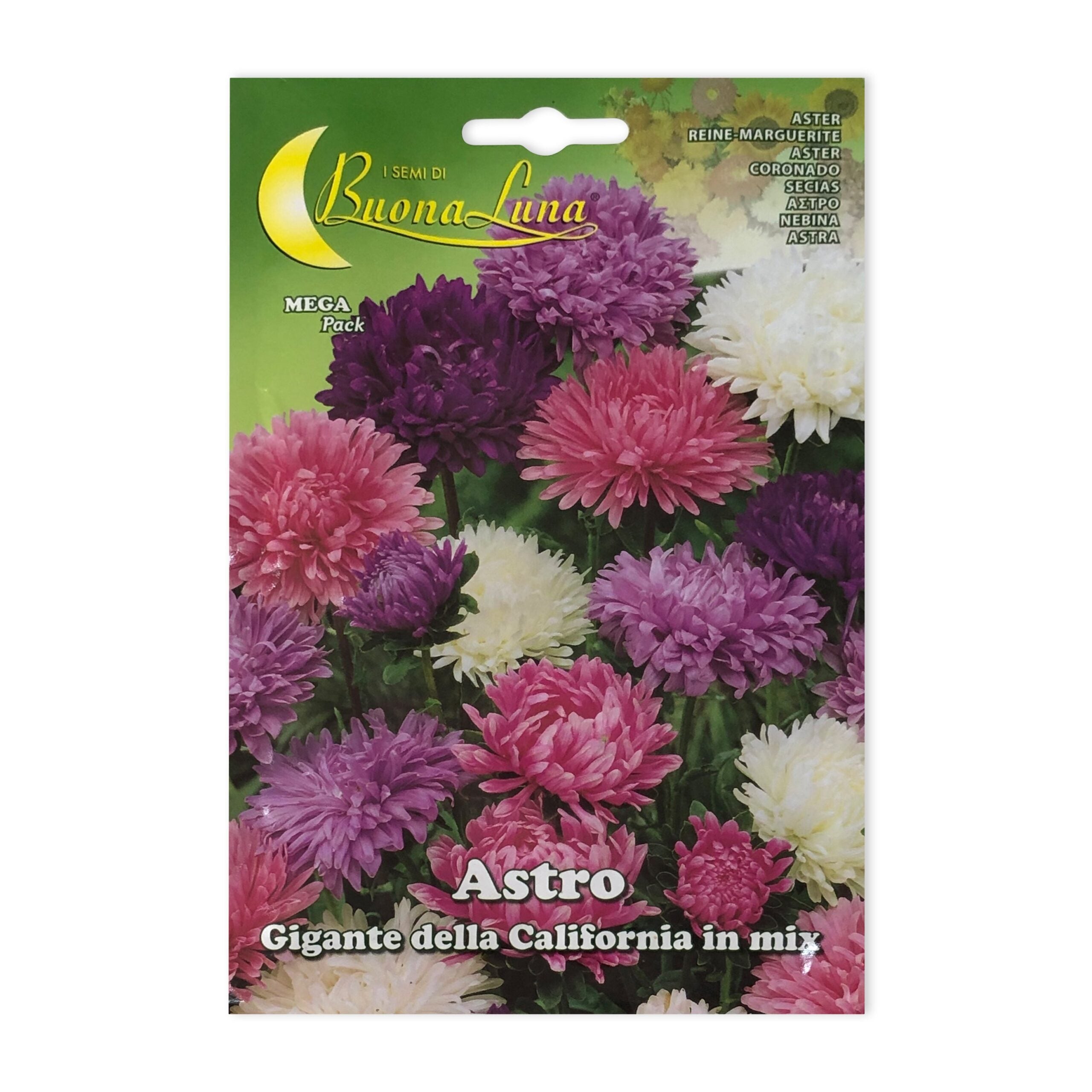 Giant Aster | Seeds