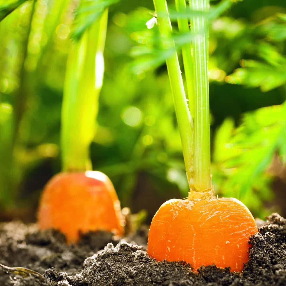 Carrot Vegetable Seeds