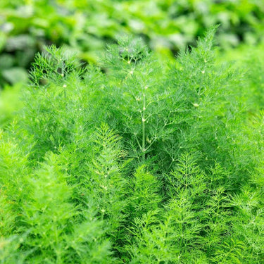 Dill Seeds