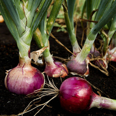 Onion Seeds, Red Onion Seeds