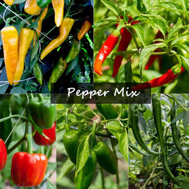 Pepper Seeds
