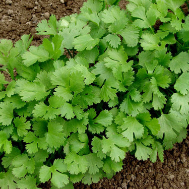 Corriander leaves Seeds, Corriander Seeds