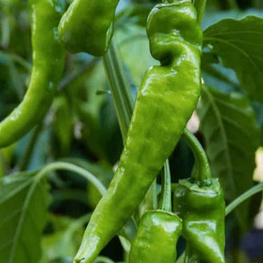 Pepper Seeds, Chilli Seeds