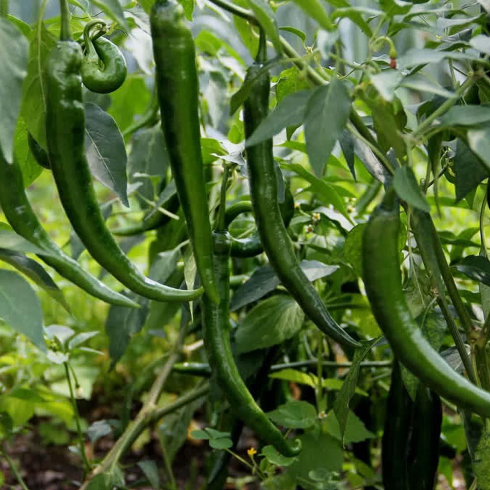 Green Hot Pepper | Seeds