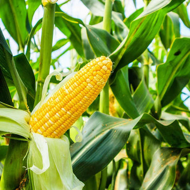 Corn Seeds, Maize Seeds, Golden Corn Seeds, Sweet Yellow Corn Seeds