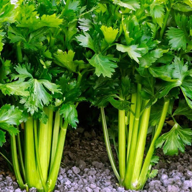 Celery Seeds