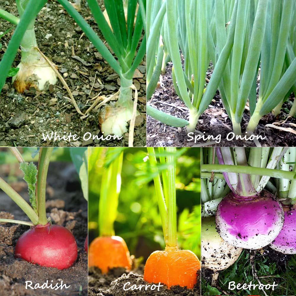 Radish Seeds, Sping Onion Seeds, White Onion Seeds, Carrot Seeds, Beetroot Seeds