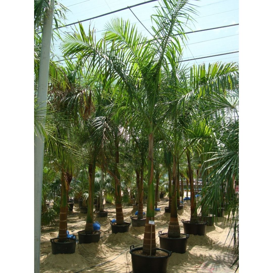 Royal Palm